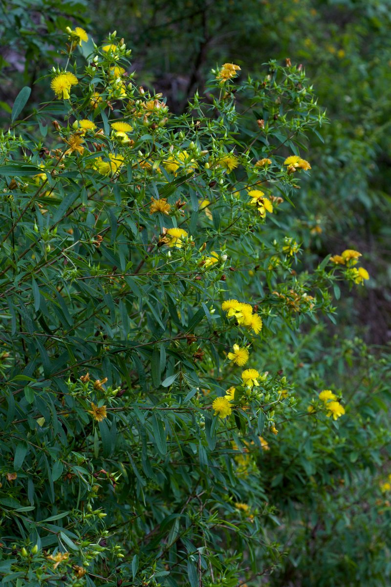 Shrubby St. Johnswort