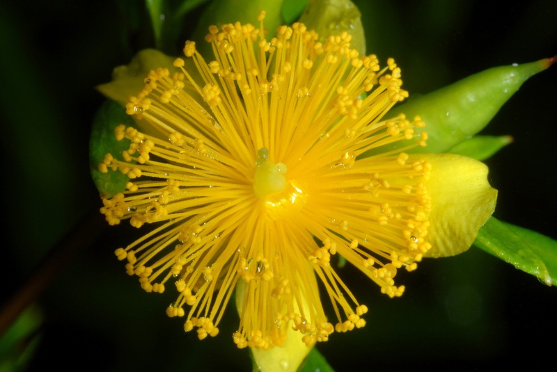 Shrubby St. Johnswort