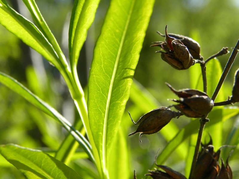 Shrubby St. Johnswort photo 2