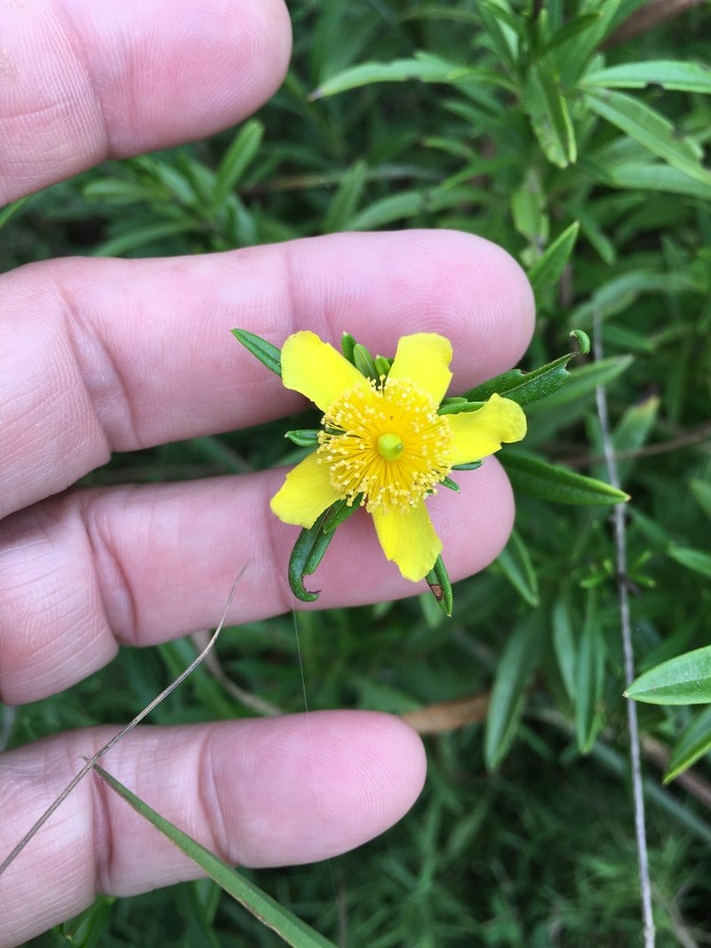 Shrubby St. Johnswort photo 3