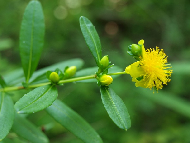 Shrubby St. Johnswort photo 4