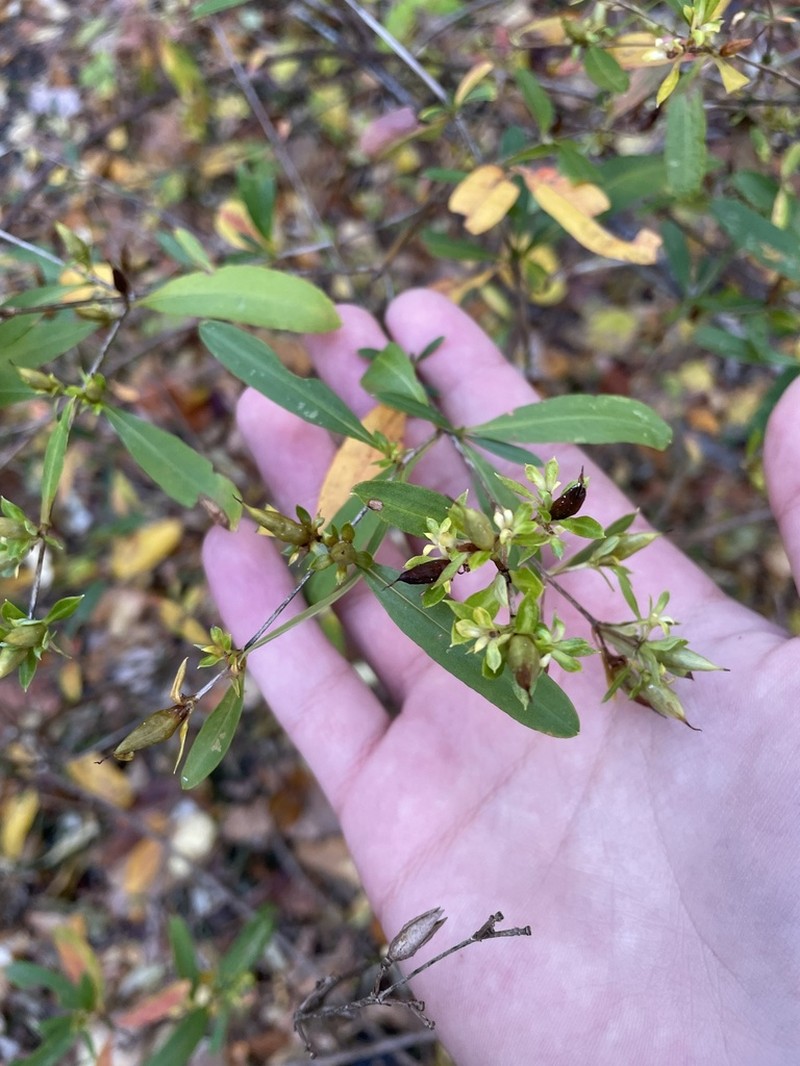 Shrubby St. Johnswort photo 5