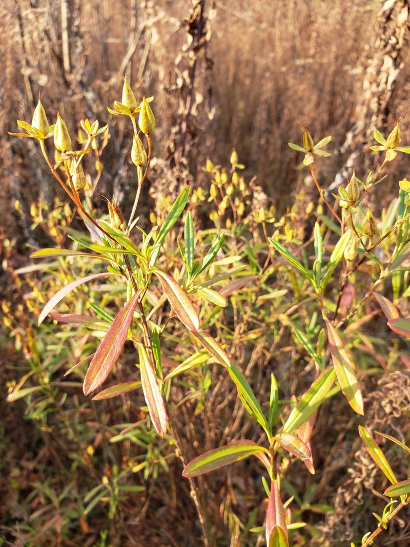 Shrubby St. Johnswort photo 6