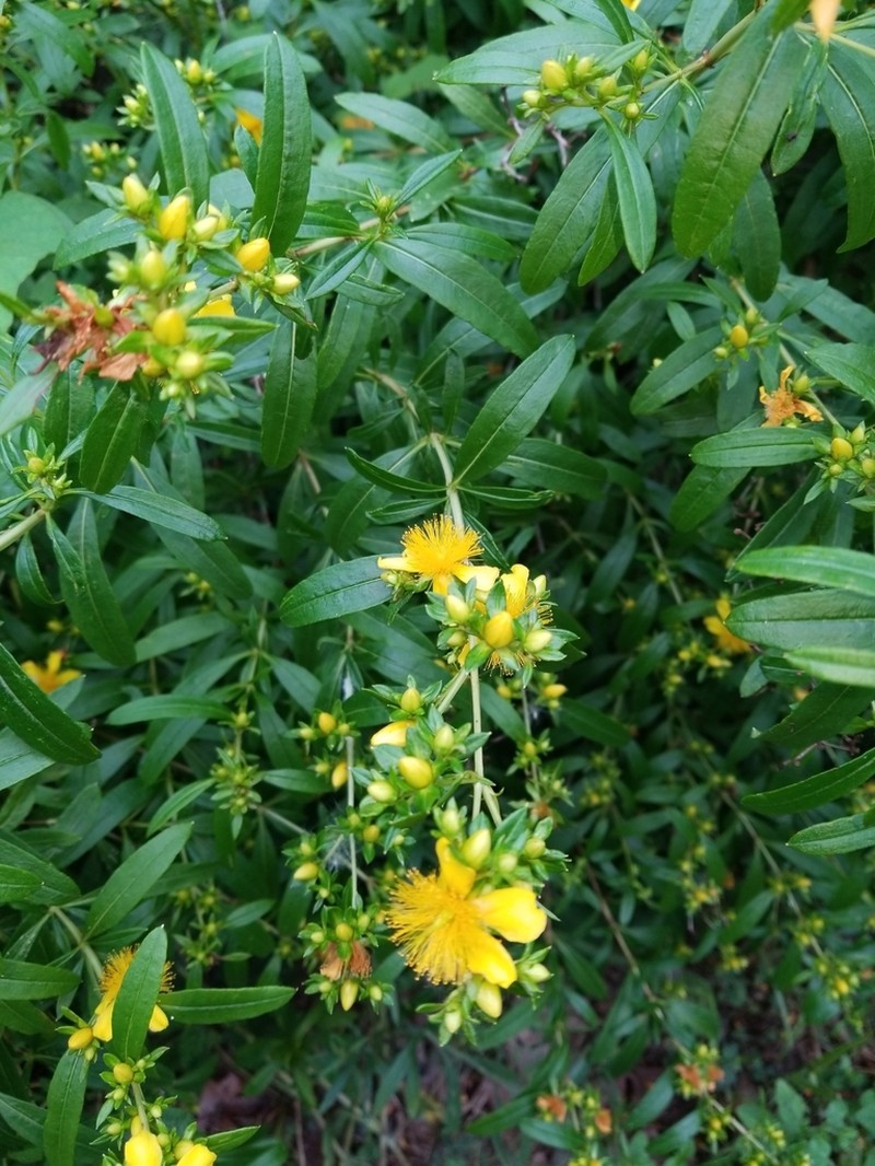 Shrubby St. Johnswort photo 7