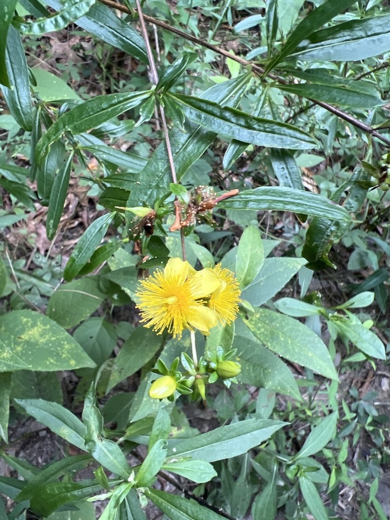 Shrubby St. Johnswort photo 8