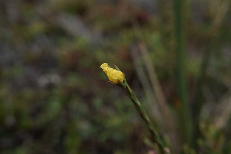 Hypericum prostratum photo 2