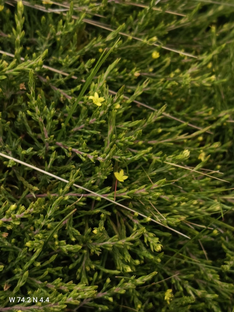 Hypericum prostratum photo 3