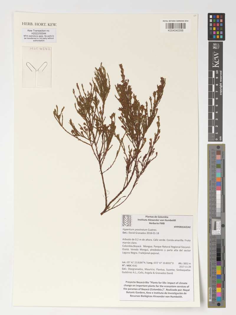 Hypericum prostratum photo 5
