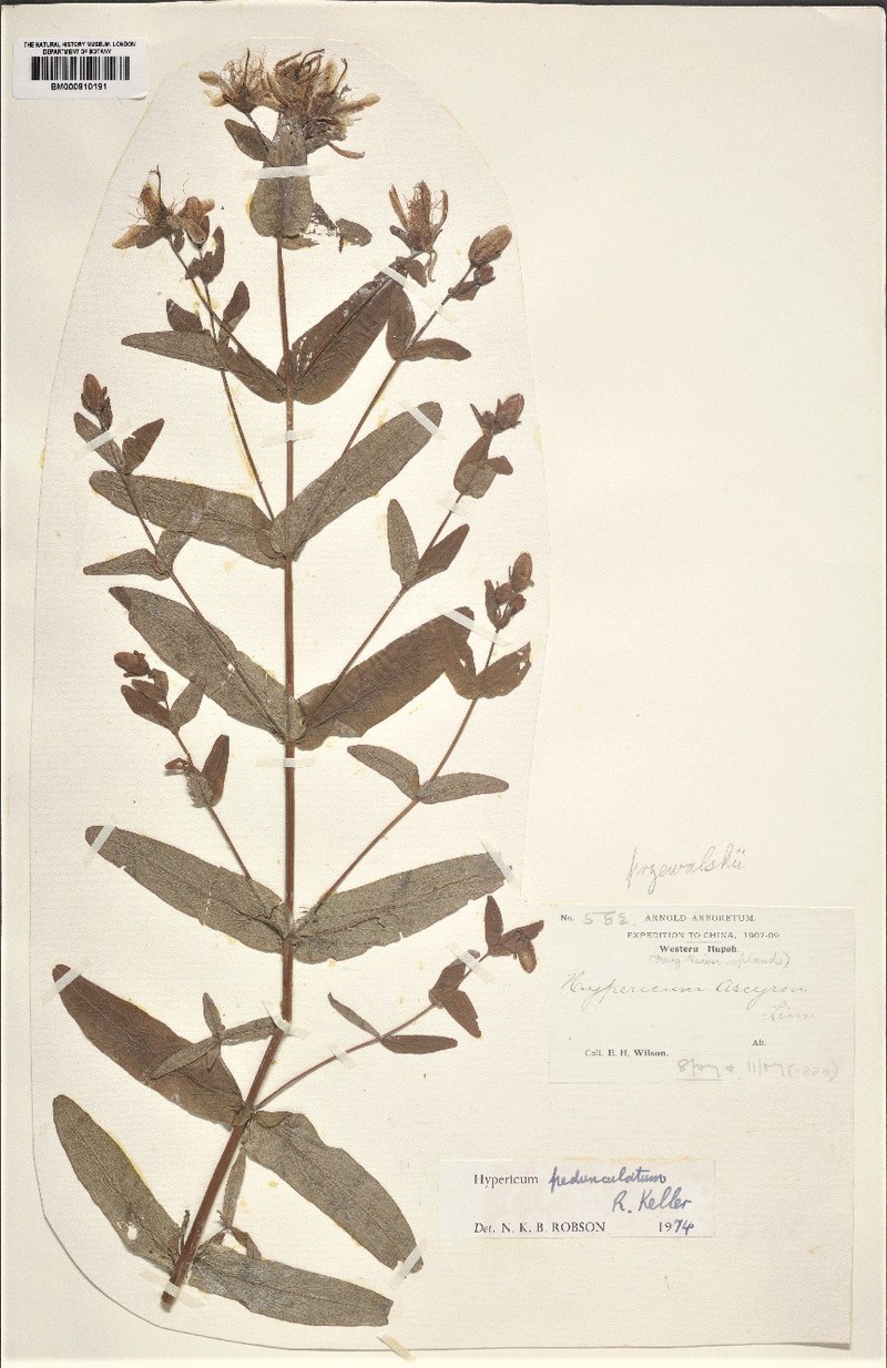 Hypericum przewalskii
