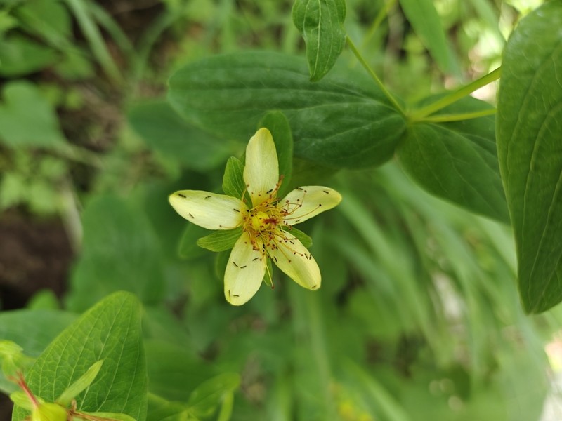 Hypericum przewalskii photo 2