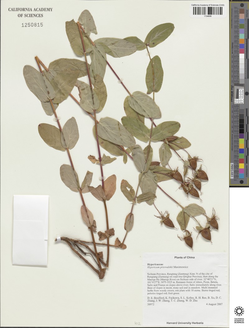 Hypericum przewalskii photo 3