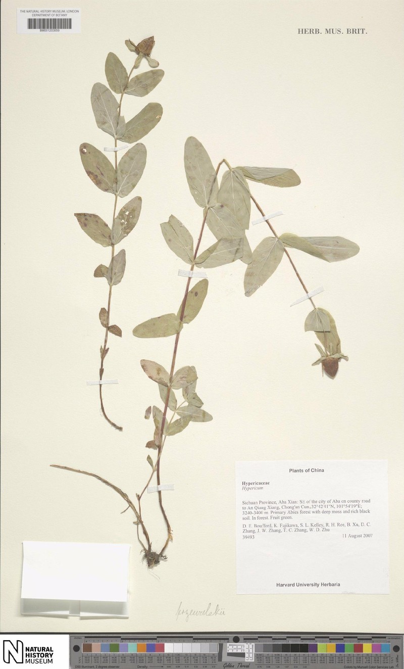 Hypericum przewalskii photo 4