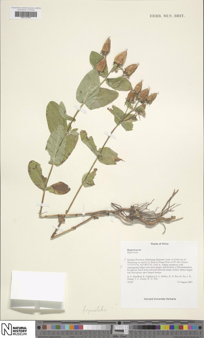 Hypericum przewalskii photo 5