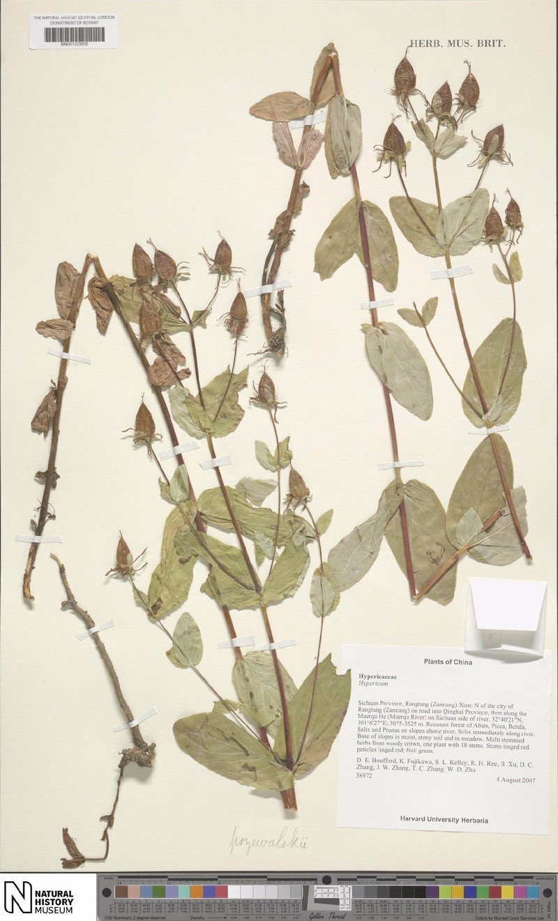 Hypericum przewalskii photo 6