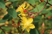 Hypericum pseudohenryi