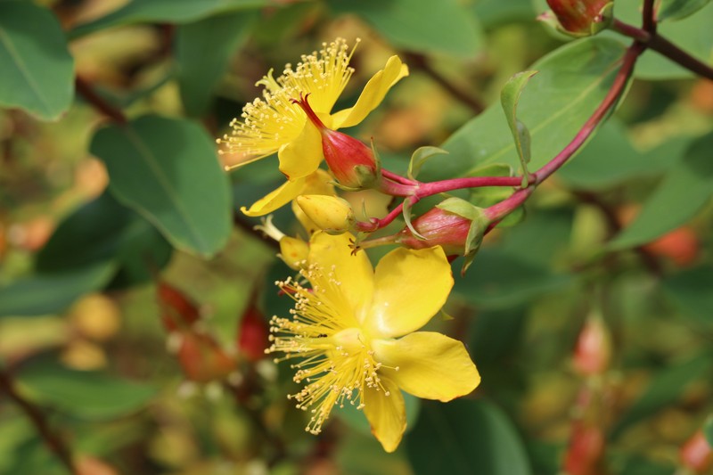 Hypericum pseudohenryi