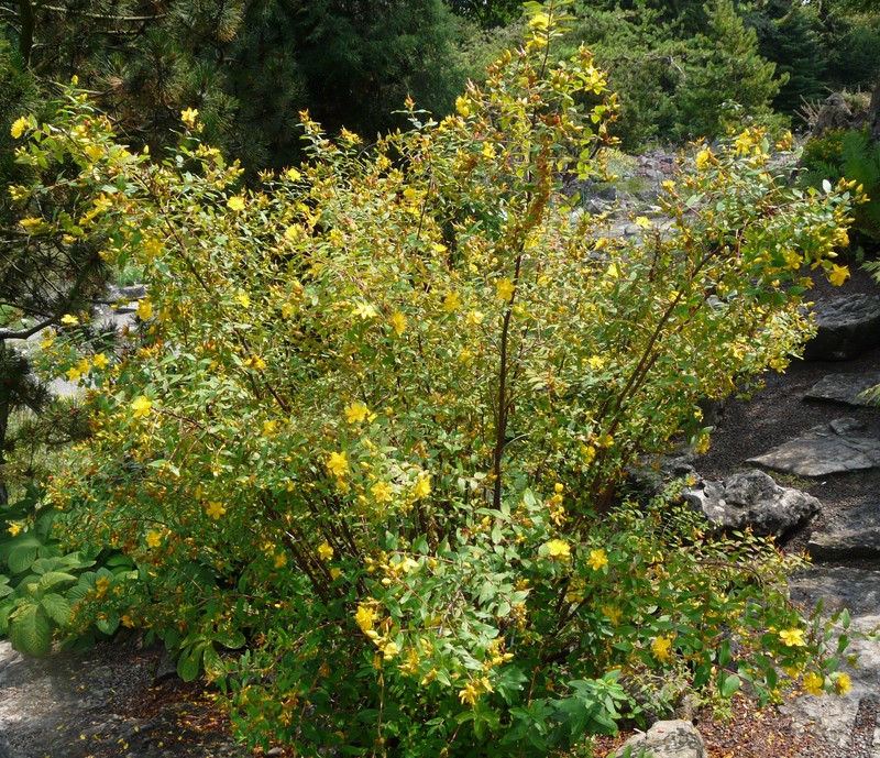 Hypericum pseudohenryi photo 2