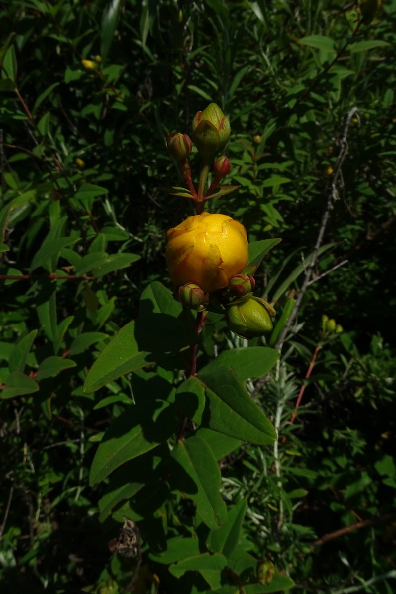 Hypericum pseudohenryi photo 3