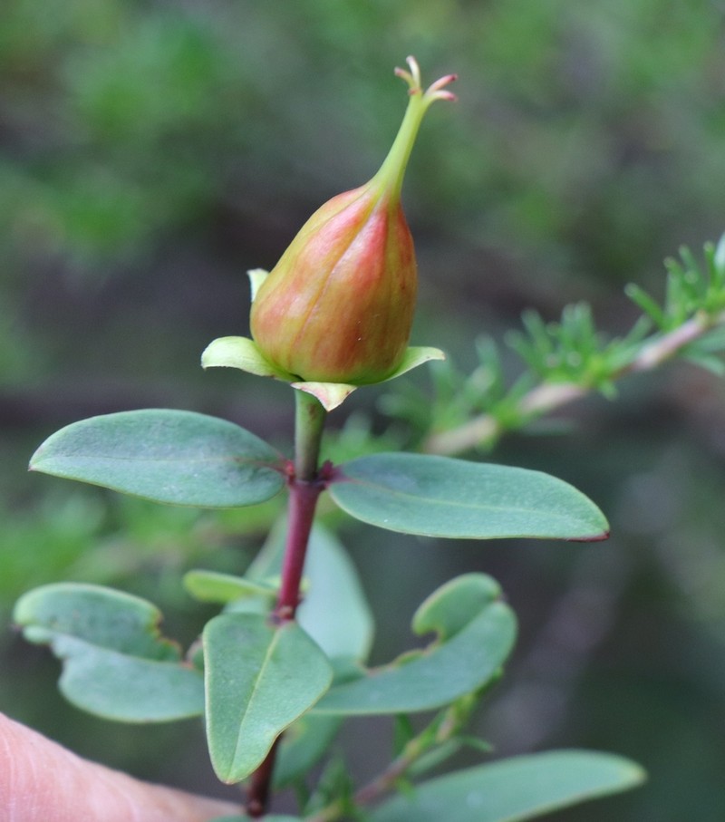 Hypericum pseudohenryi photo 4