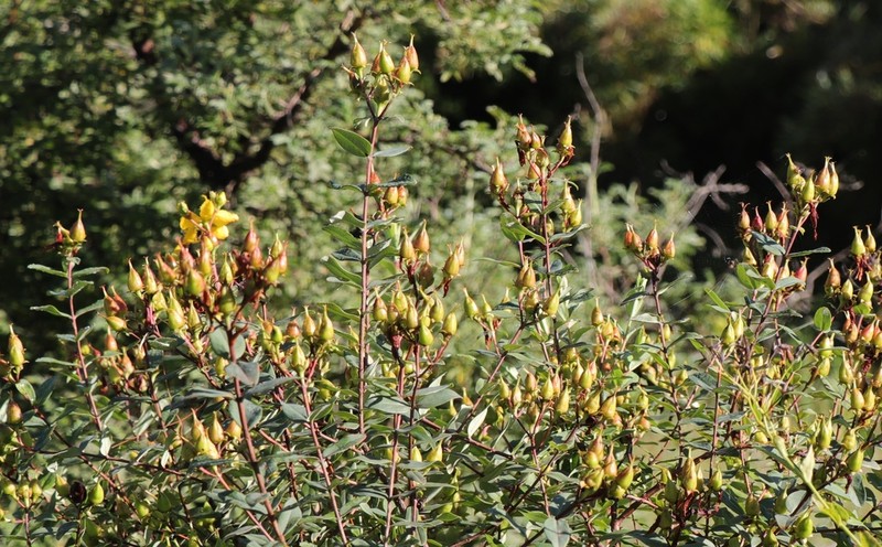 Hypericum pseudohenryi photo 5