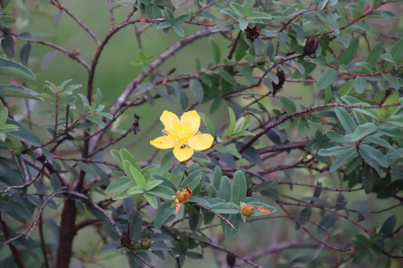 Hypericum pseudohenryi photo 6