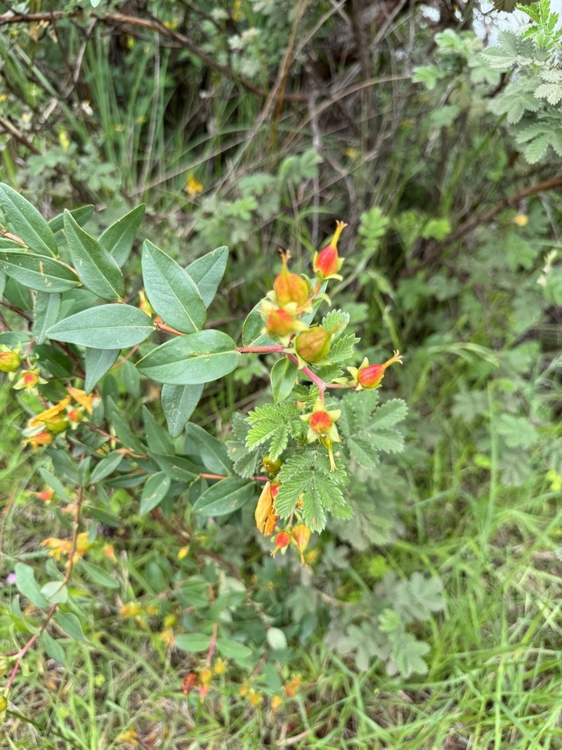 Hypericum pseudohenryi photo 7