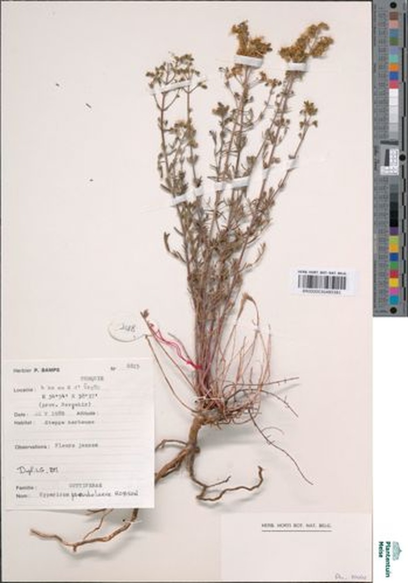 Hypericum pseudolaeve