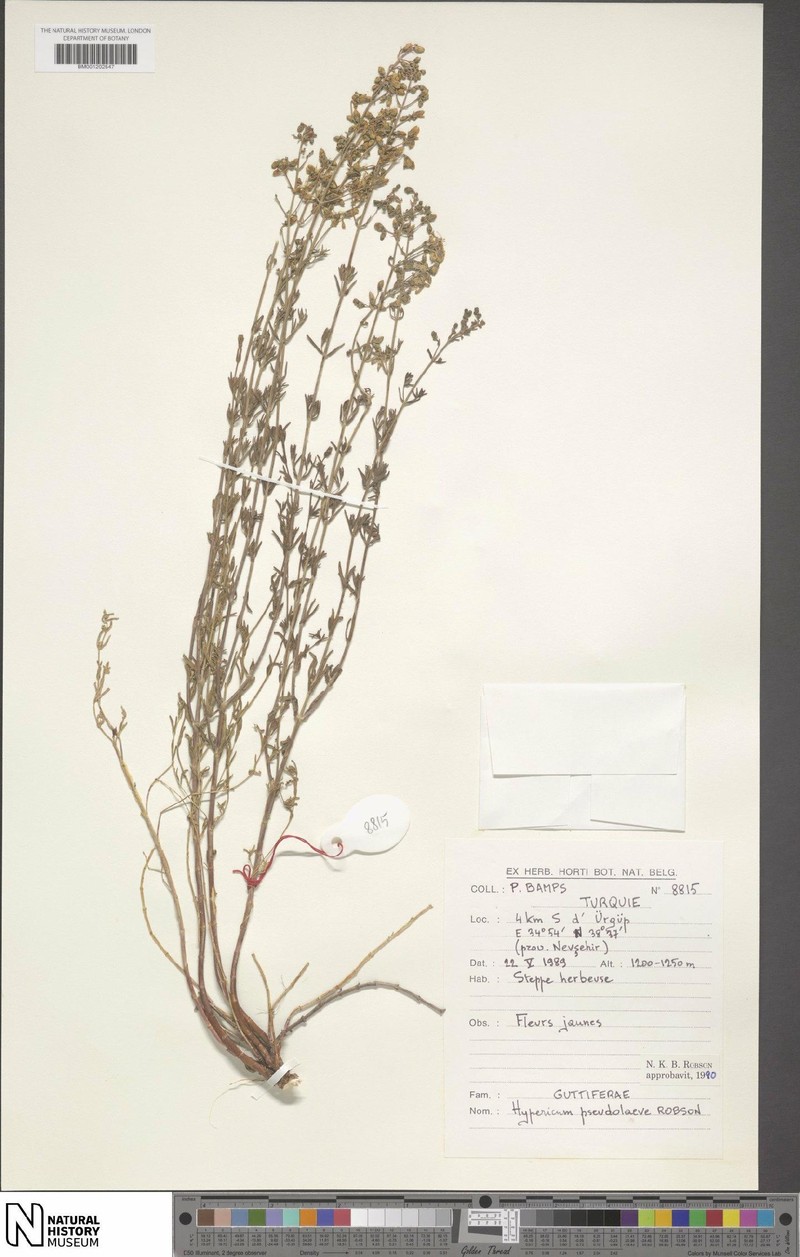 Hypericum pseudolaeve photo 2