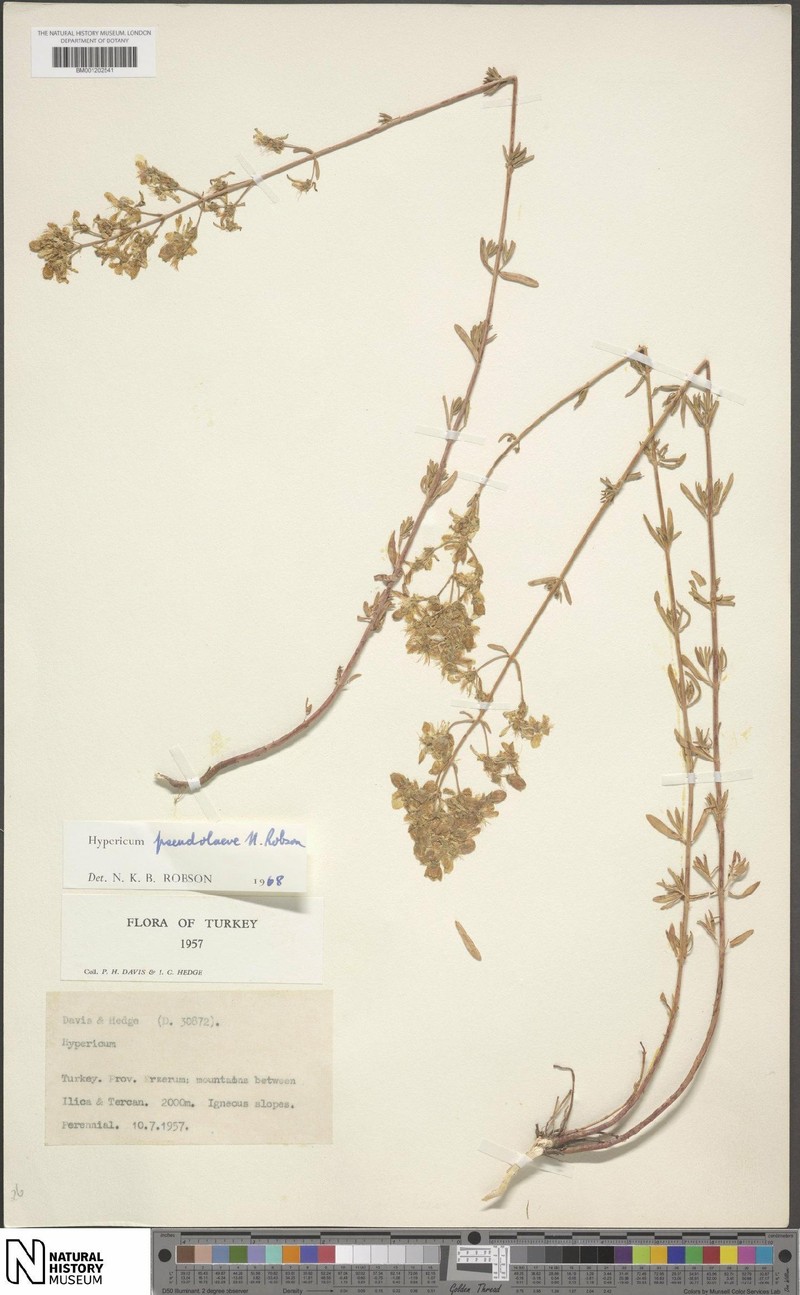 Hypericum pseudolaeve photo 3