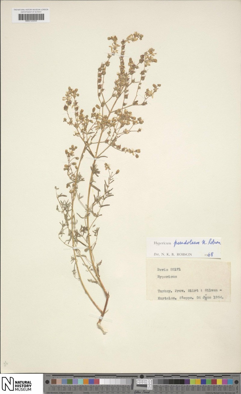 Hypericum pseudolaeve photo 4