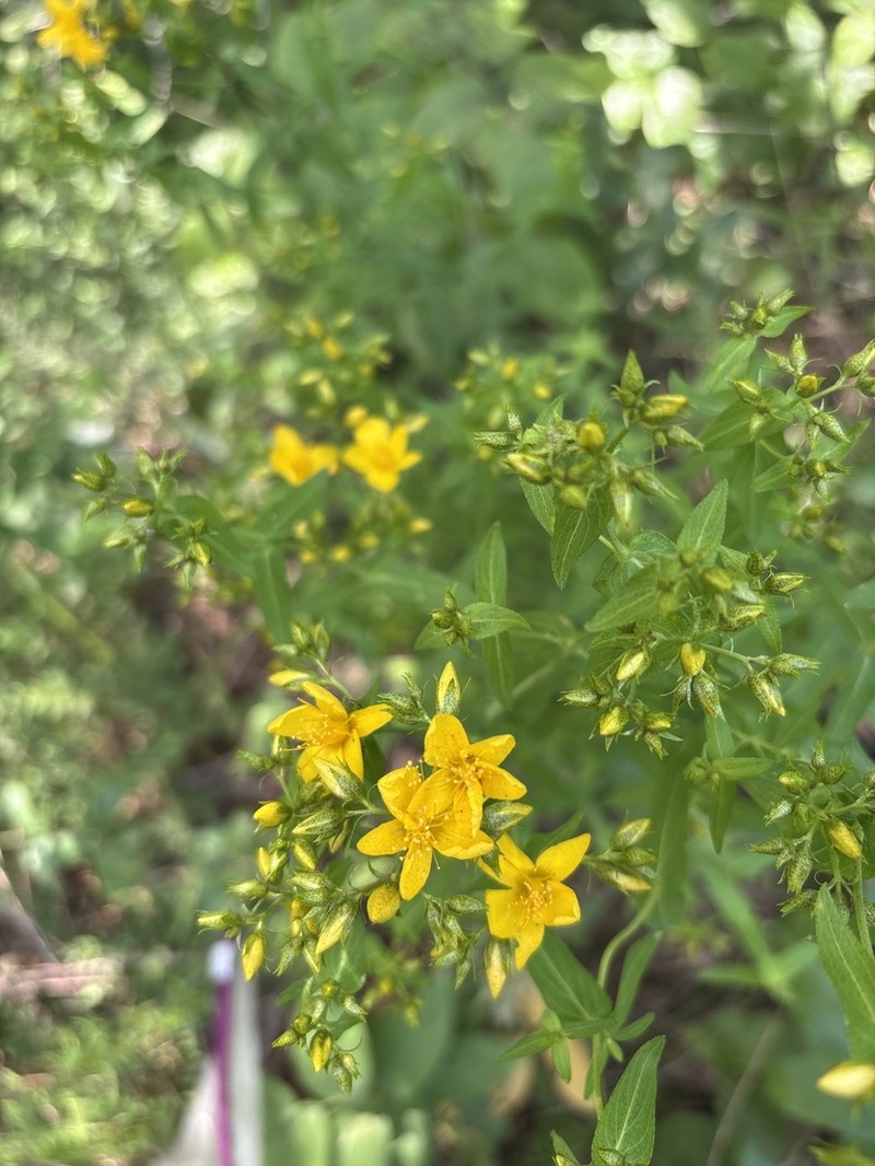 False Spotted St. Johnswort
