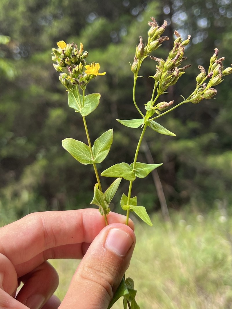 False Spotted St. Johnswort photo 2