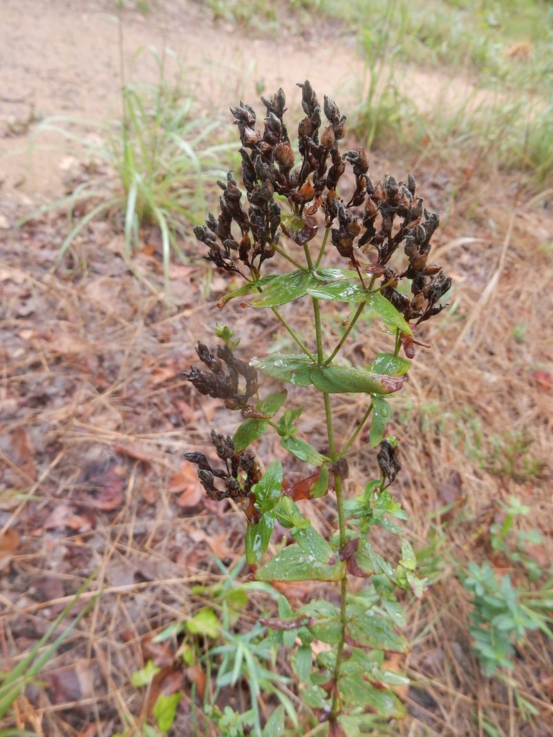 False Spotted St. Johnswort photo 3