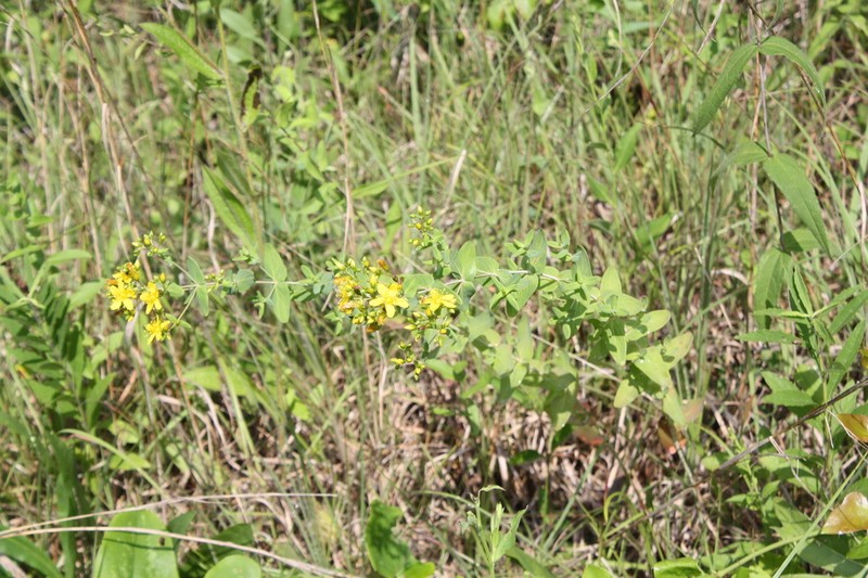 False Spotted St. Johnswort photo 4