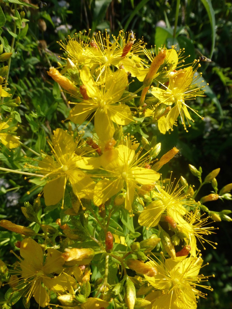 False Spotted St. Johnswort photo 5