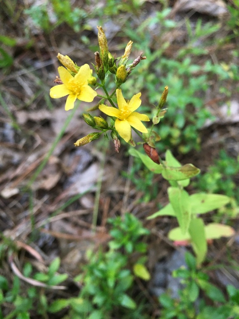 False Spotted St. Johnswort photo 6