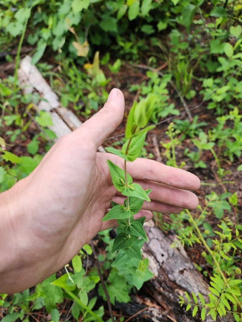 False Spotted St. Johnswort photo 7
