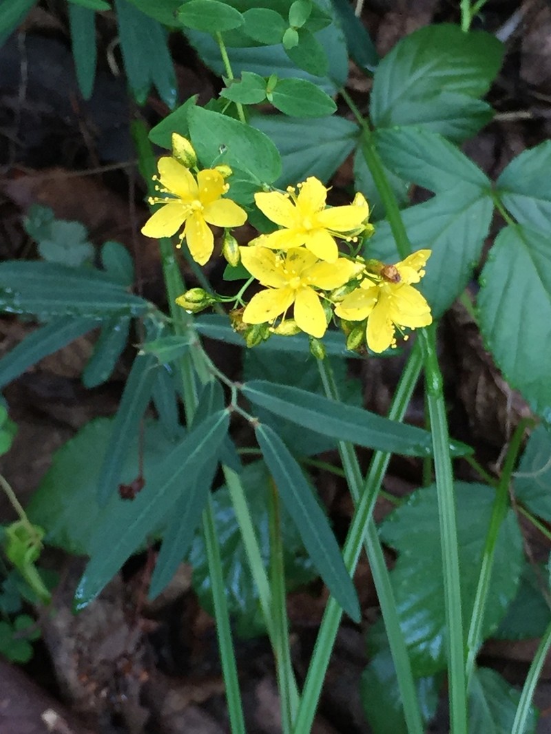 False Spotted St. Johnswort photo 8