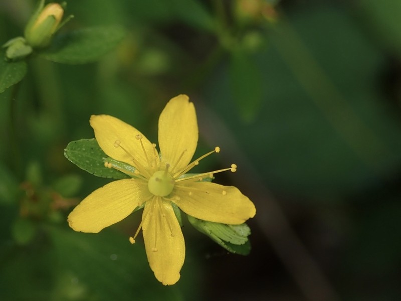 Hypericum pseudopetiolatum