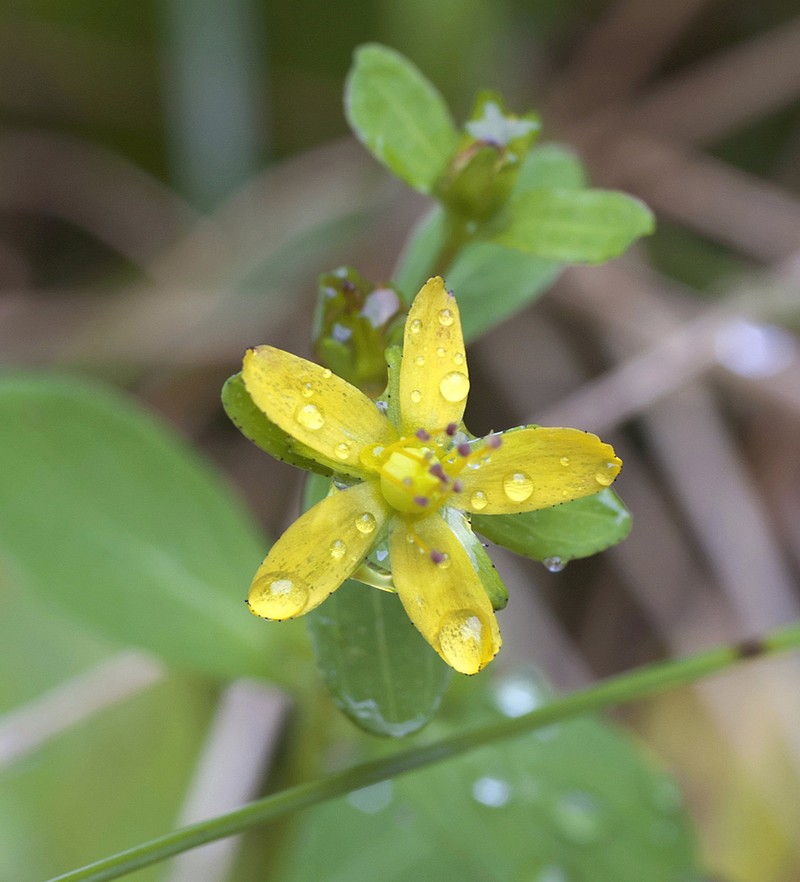 Hypericum pseudopetiolatum photo 2