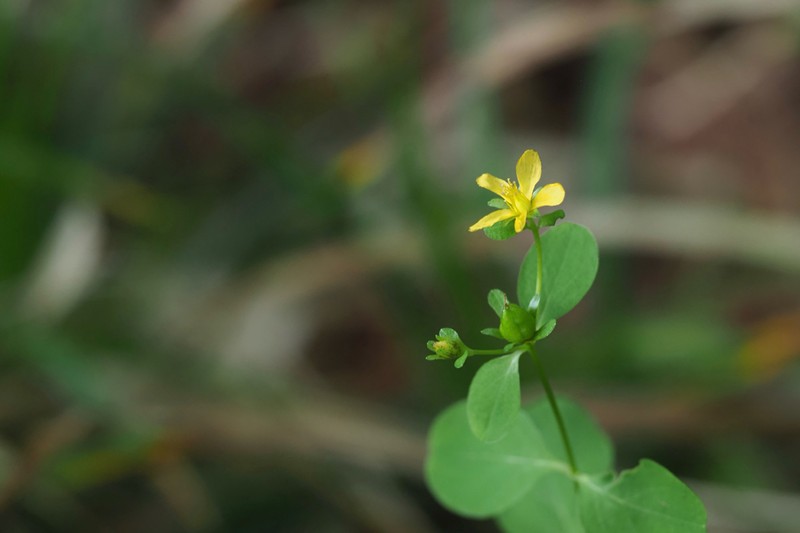 Hypericum pseudopetiolatum photo 3