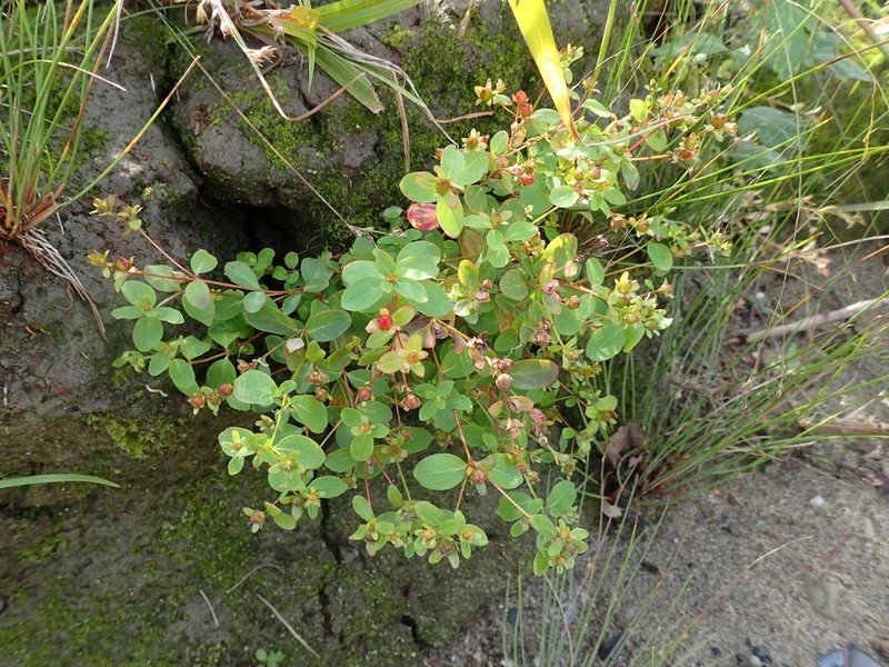 Hypericum pseudopetiolatum photo 4