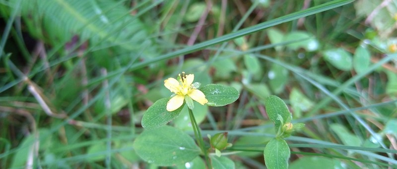 Hypericum pseudopetiolatum photo 5