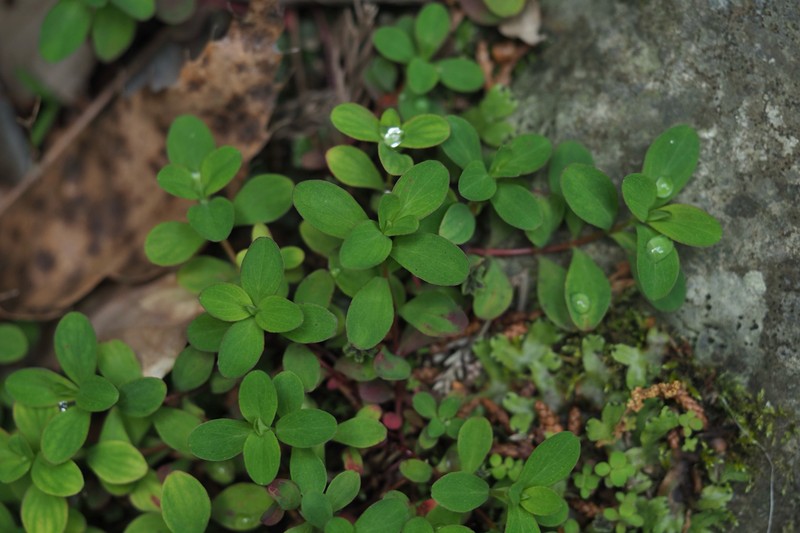 Hypericum pseudopetiolatum photo 6