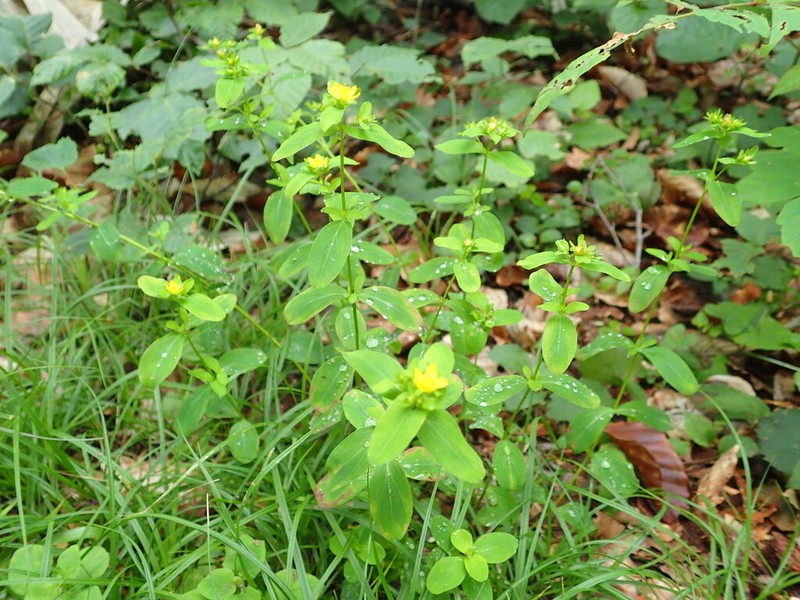 Hypericum pseudopetiolatum photo 7