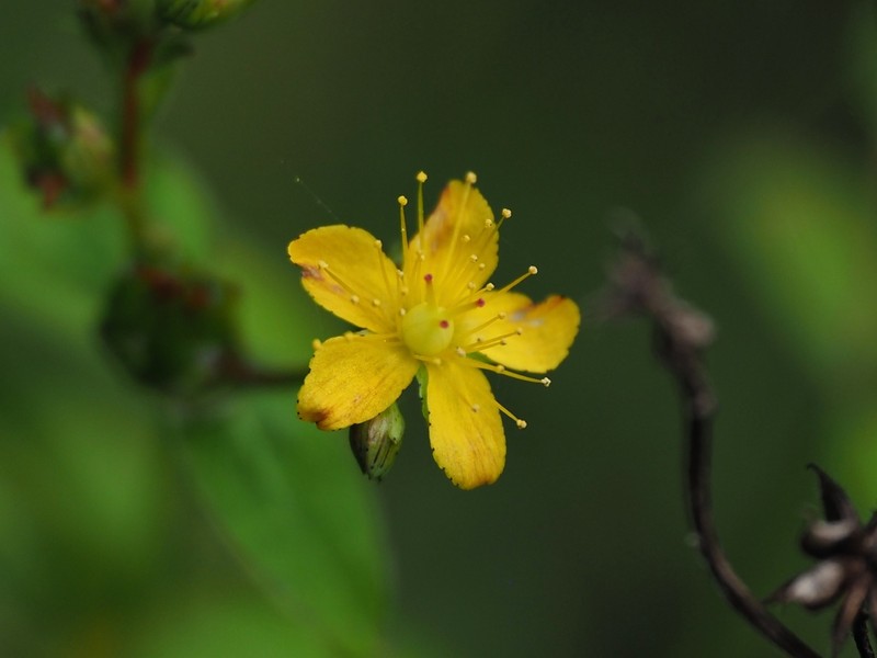 Hypericum pseudopetiolatum photo 8