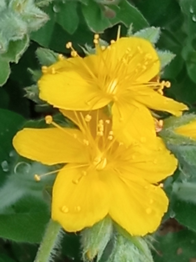 Hypericum pubescens photo 2