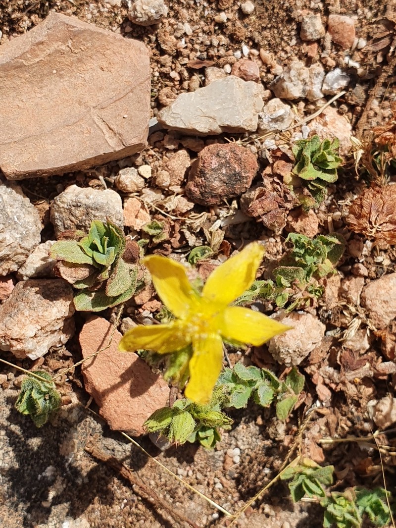 Hypericum pubescens photo 3