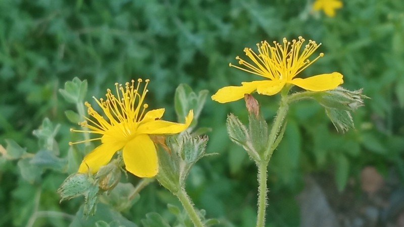 Hypericum pubescens photo 4