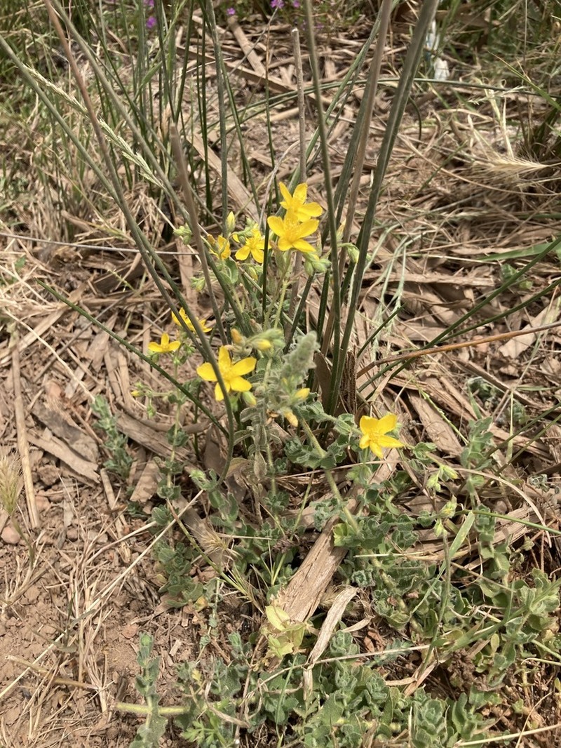 Hypericum pubescens photo 5